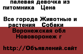 палевая девочка из питомника › Цена ­ 40 000 - Все города Животные и растения » Собаки   . Воронежская обл.,Нововоронеж г.
